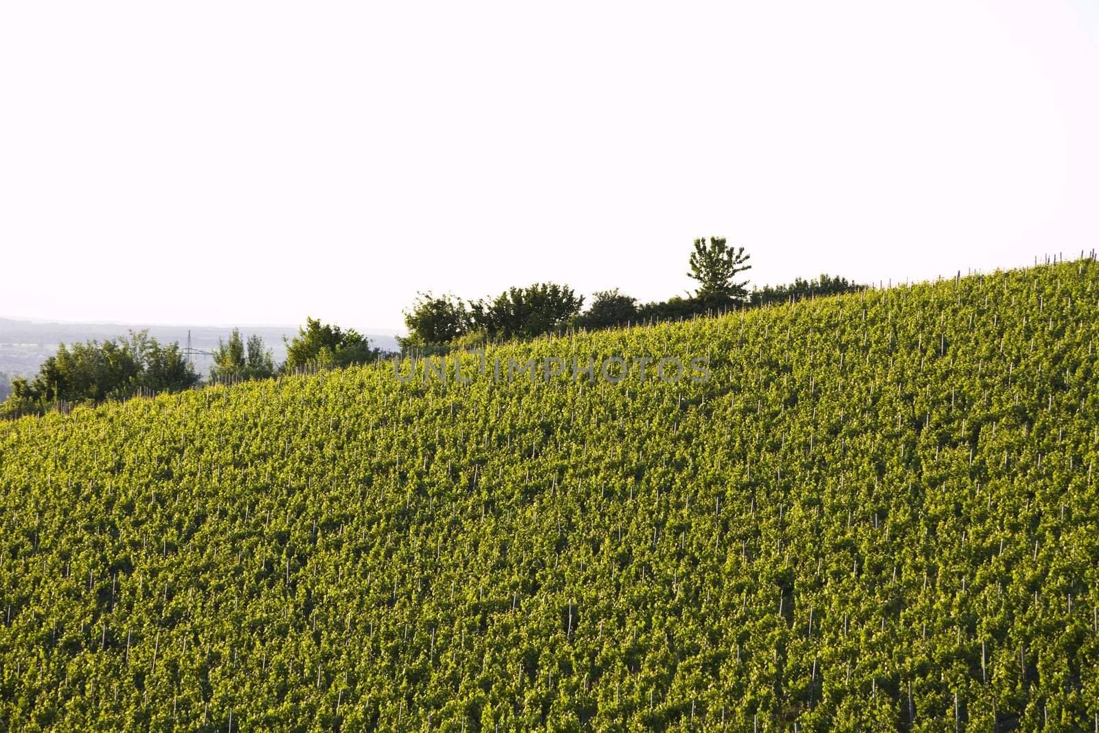 vineyard in south germany by gewoldi