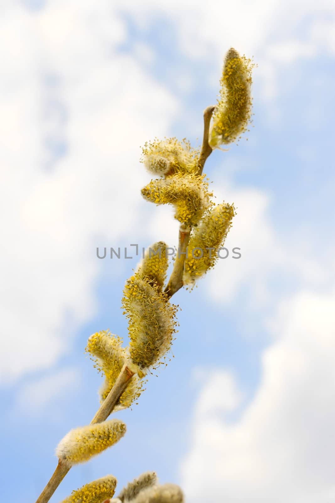 Spring flowering willow branch against blue sky with clouds. Close Up