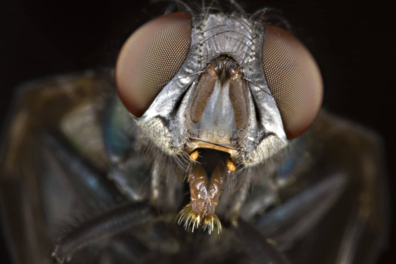 head of house fly with open mouth in close up. Dark background