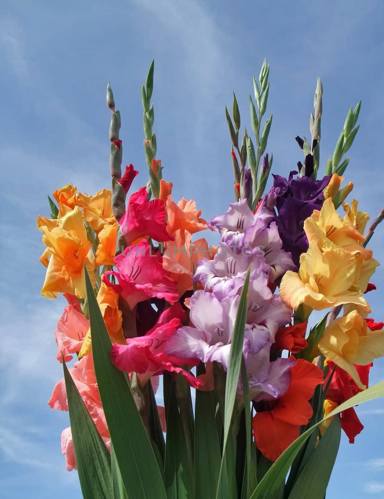 bunch of gladioli flowers by gewoldi