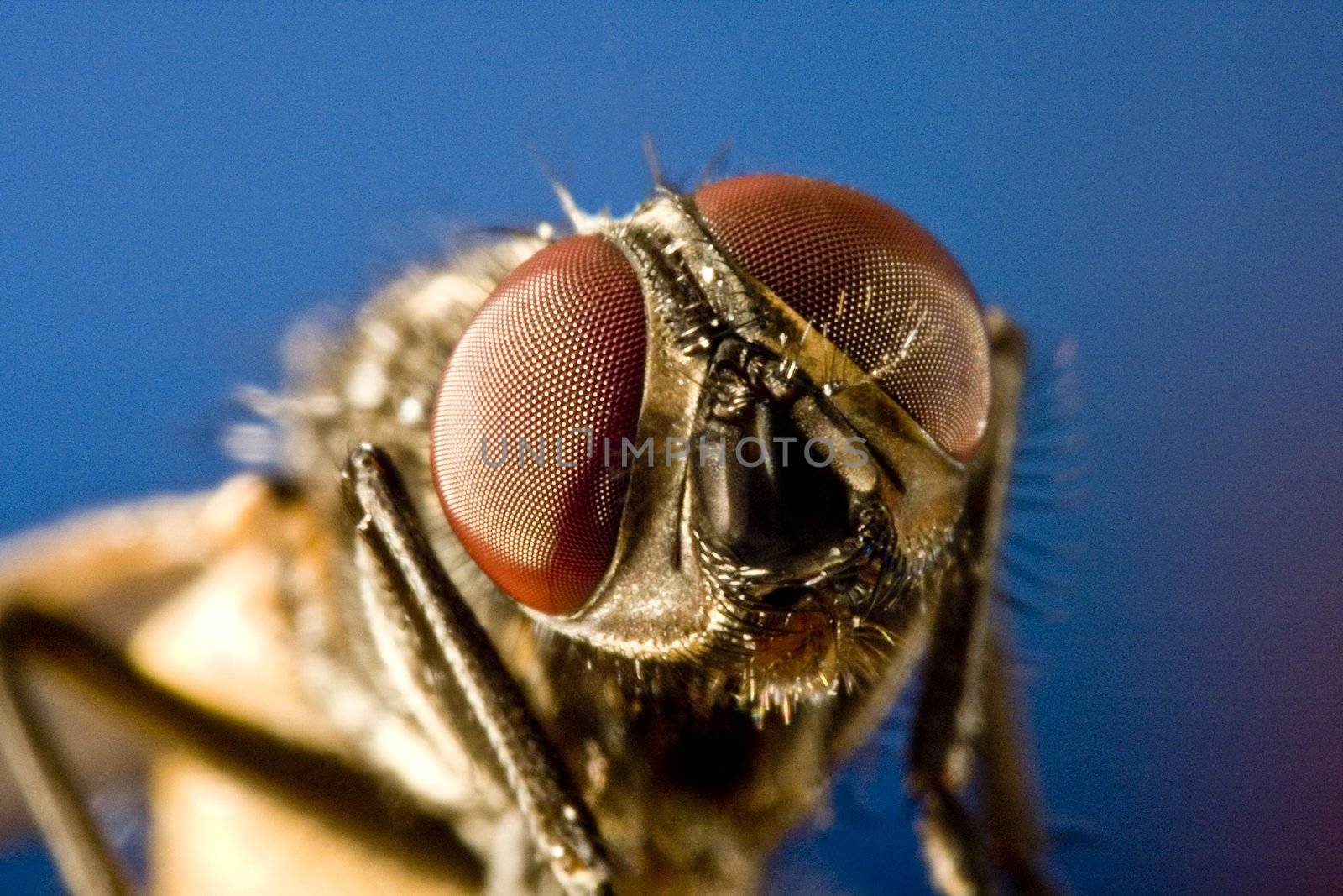 Horse fly with black background with head in focus.
