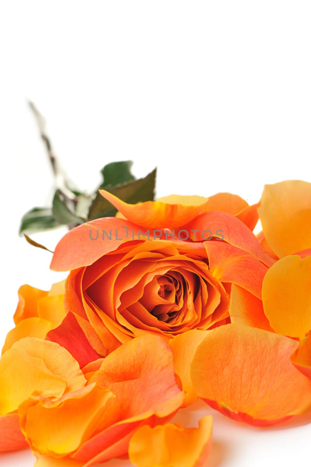 Rose with petals. It is isolated on a white background