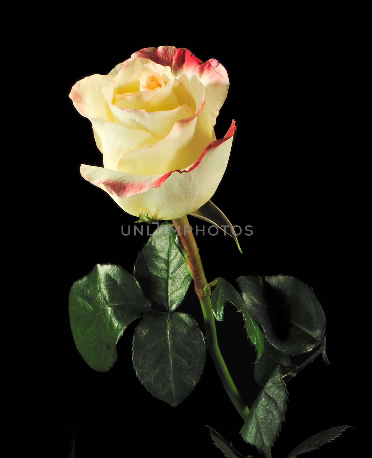 Rose on a black background. The detailed picture of a blossoming flower