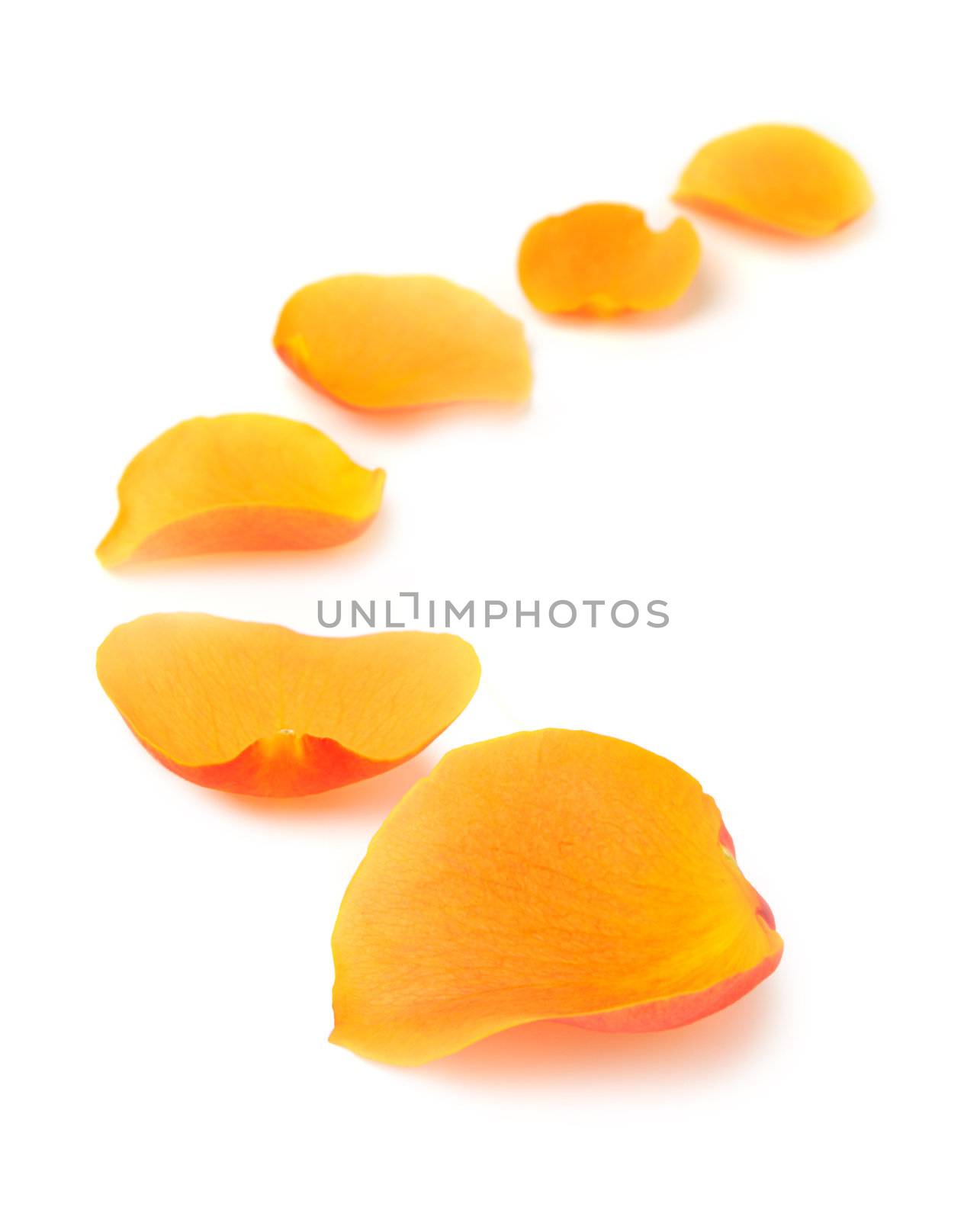 Petals of roses in a row. It is isolated on a white background