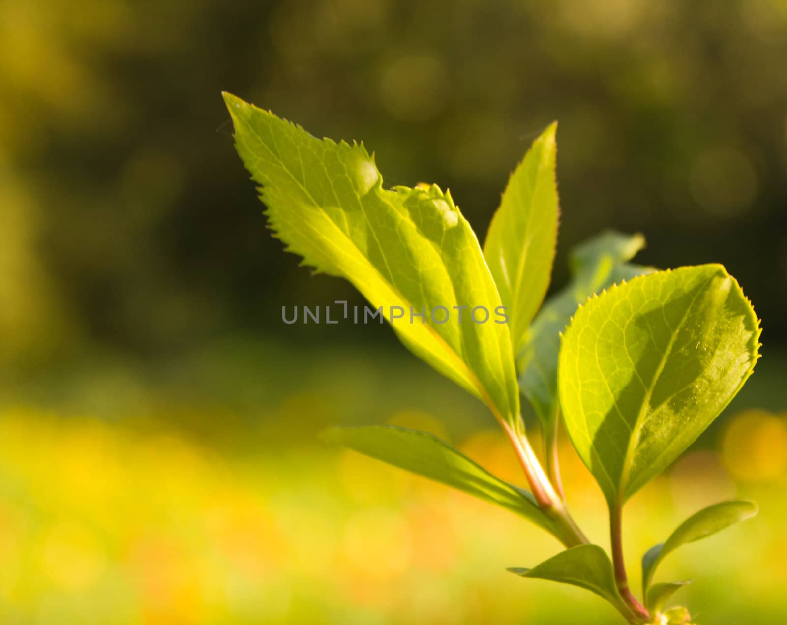 The green of spring takes hold