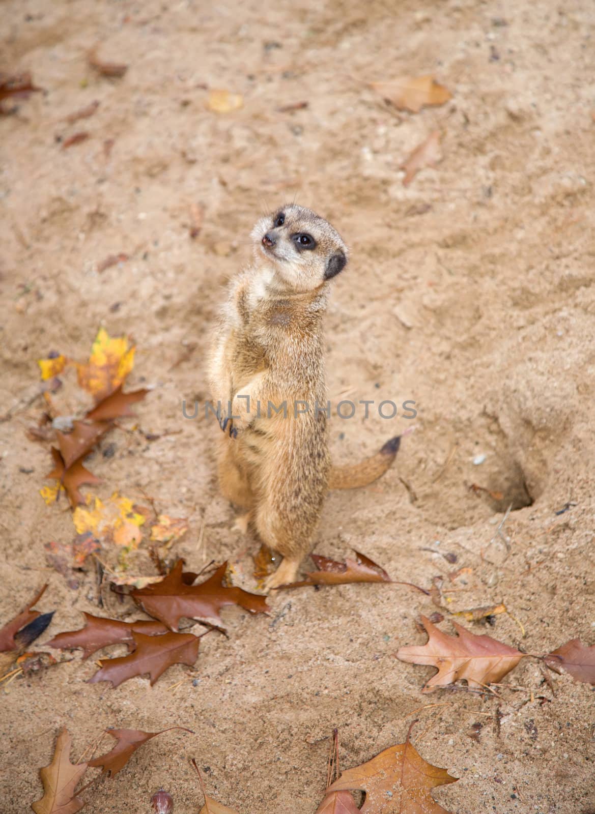meerkat Suricata suricatta