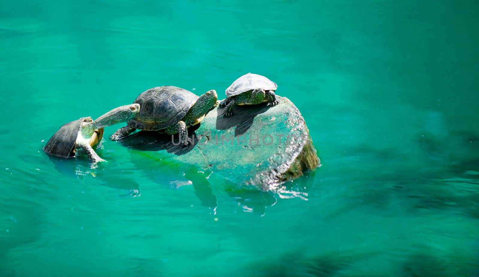 Turtles by galdzer