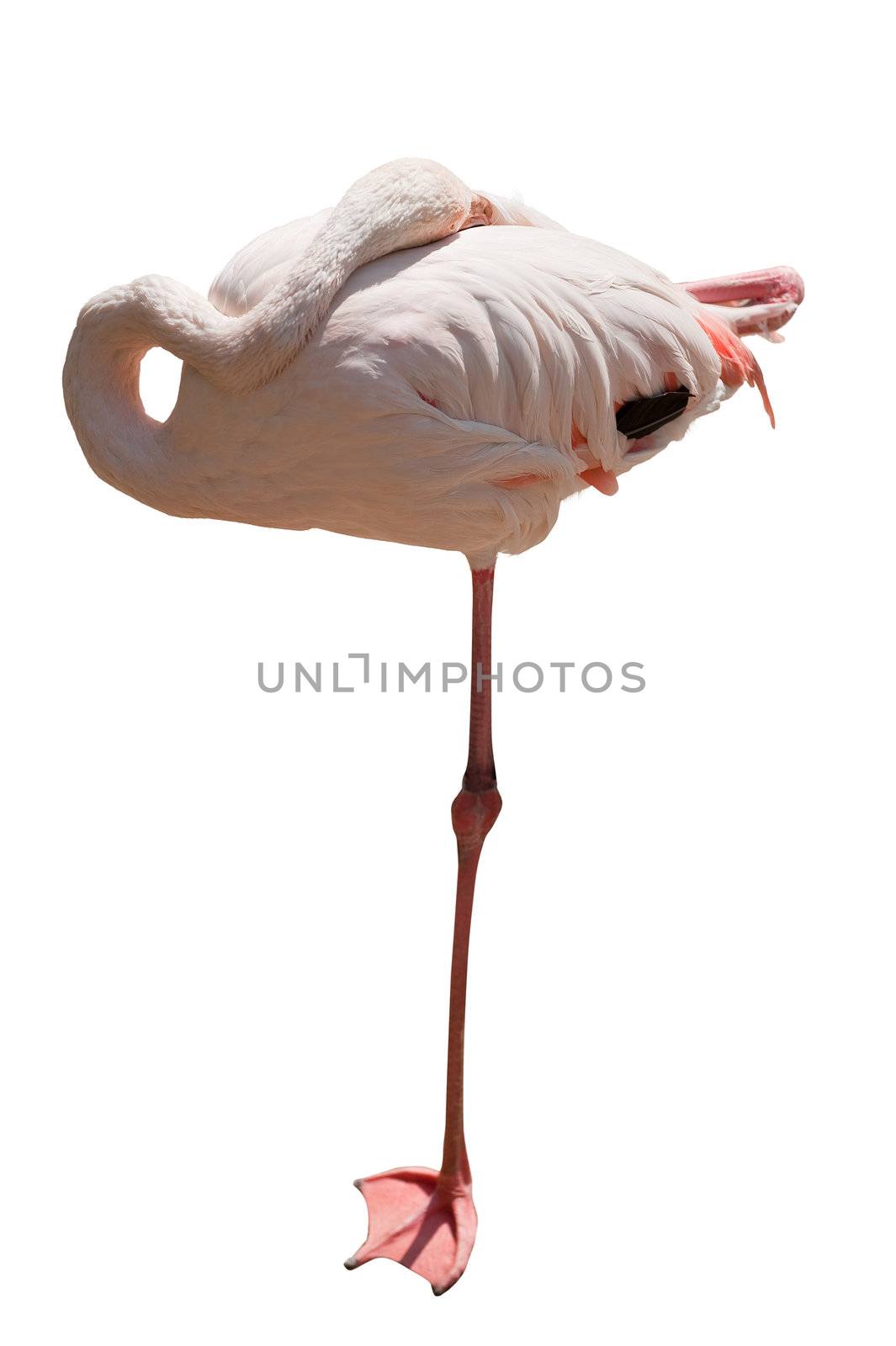 flamingo. A water bird with is gentle-pink plumage and with very long a neck and legs.