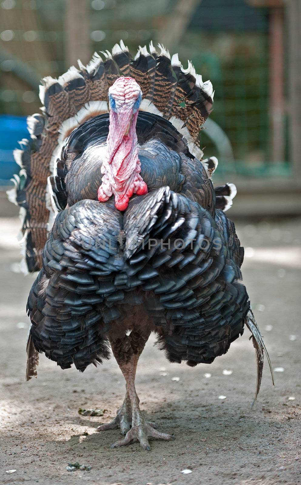 The turkey-cock. Greater poultry used in meal