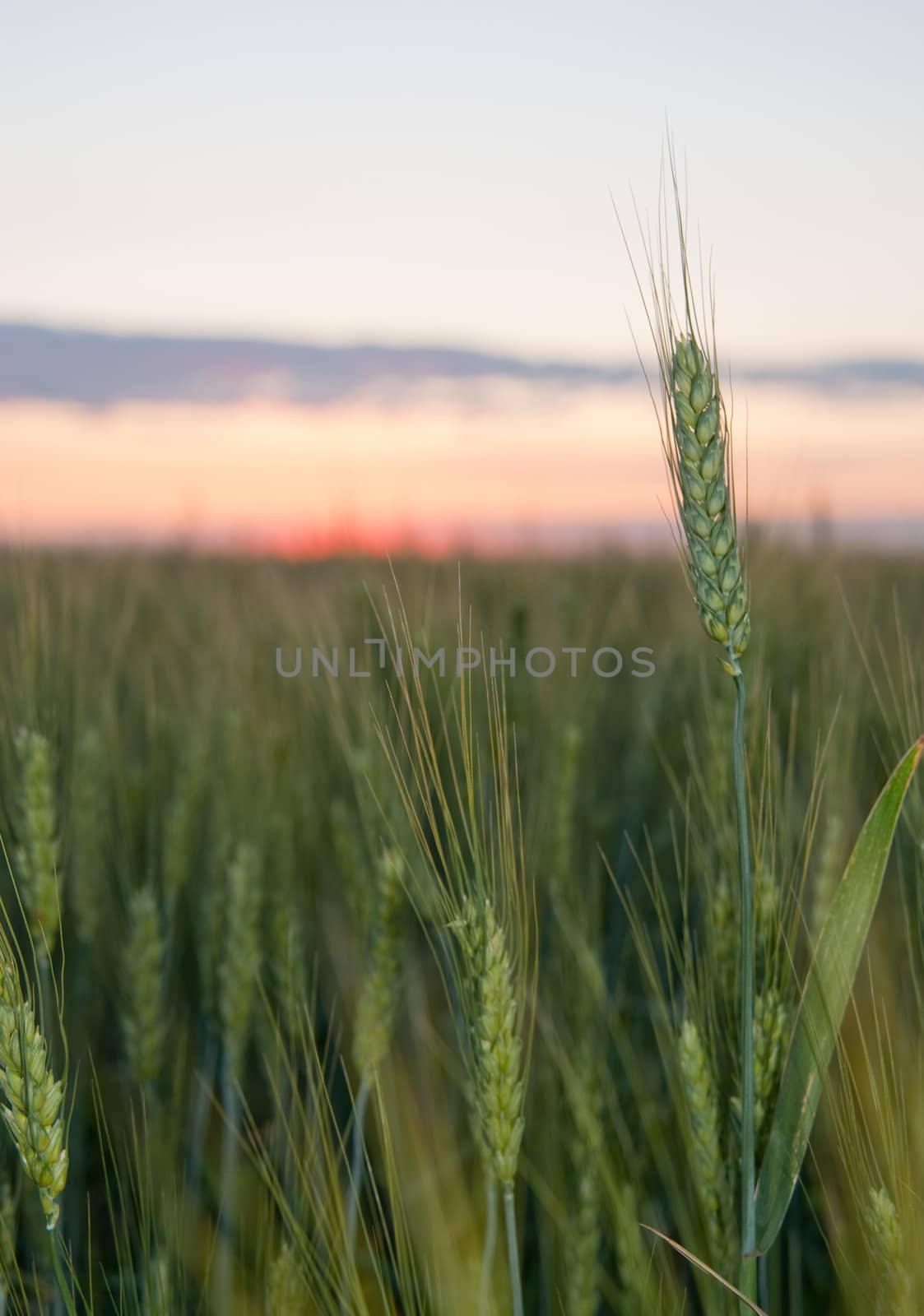 Wheat and sunset by galdzer