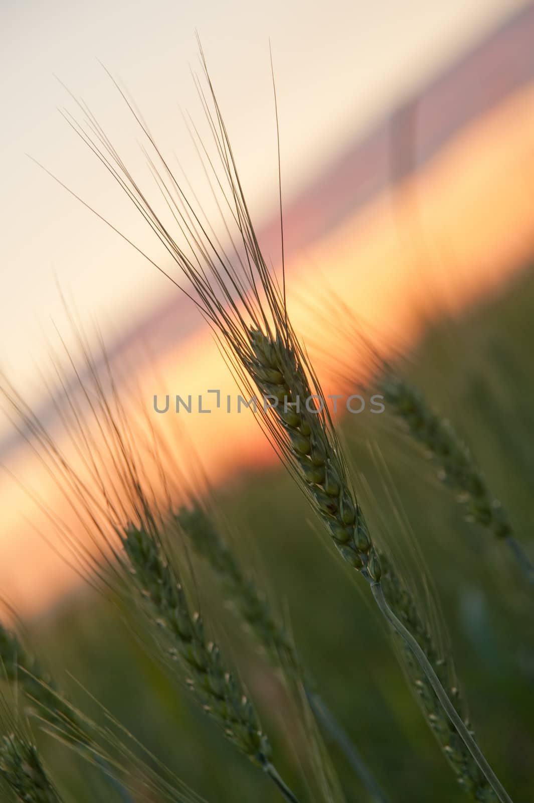 Wheat and sunset. A field of young green wheat in the evening