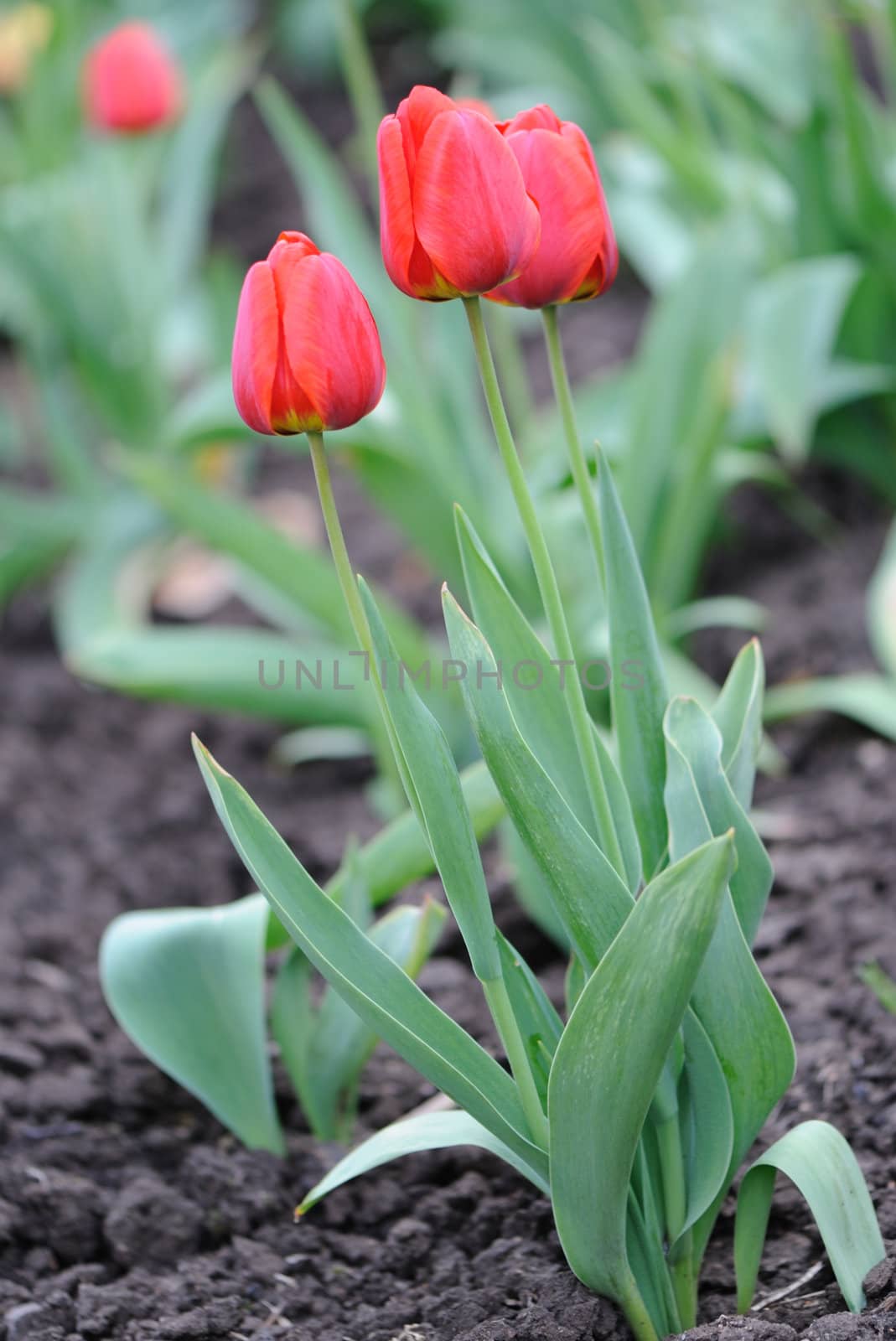 red tulips by galdzer