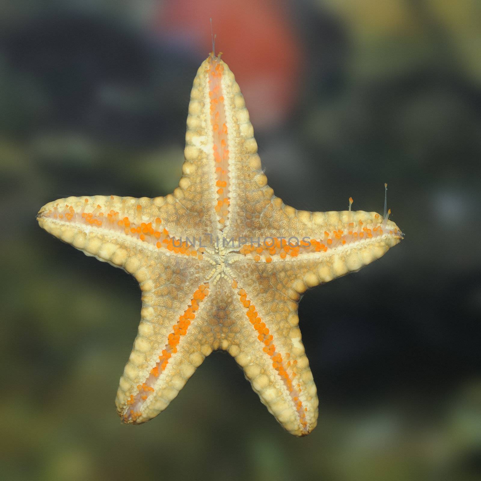 Starfish. A photo of an alive starfish, with detailed study of its bodies