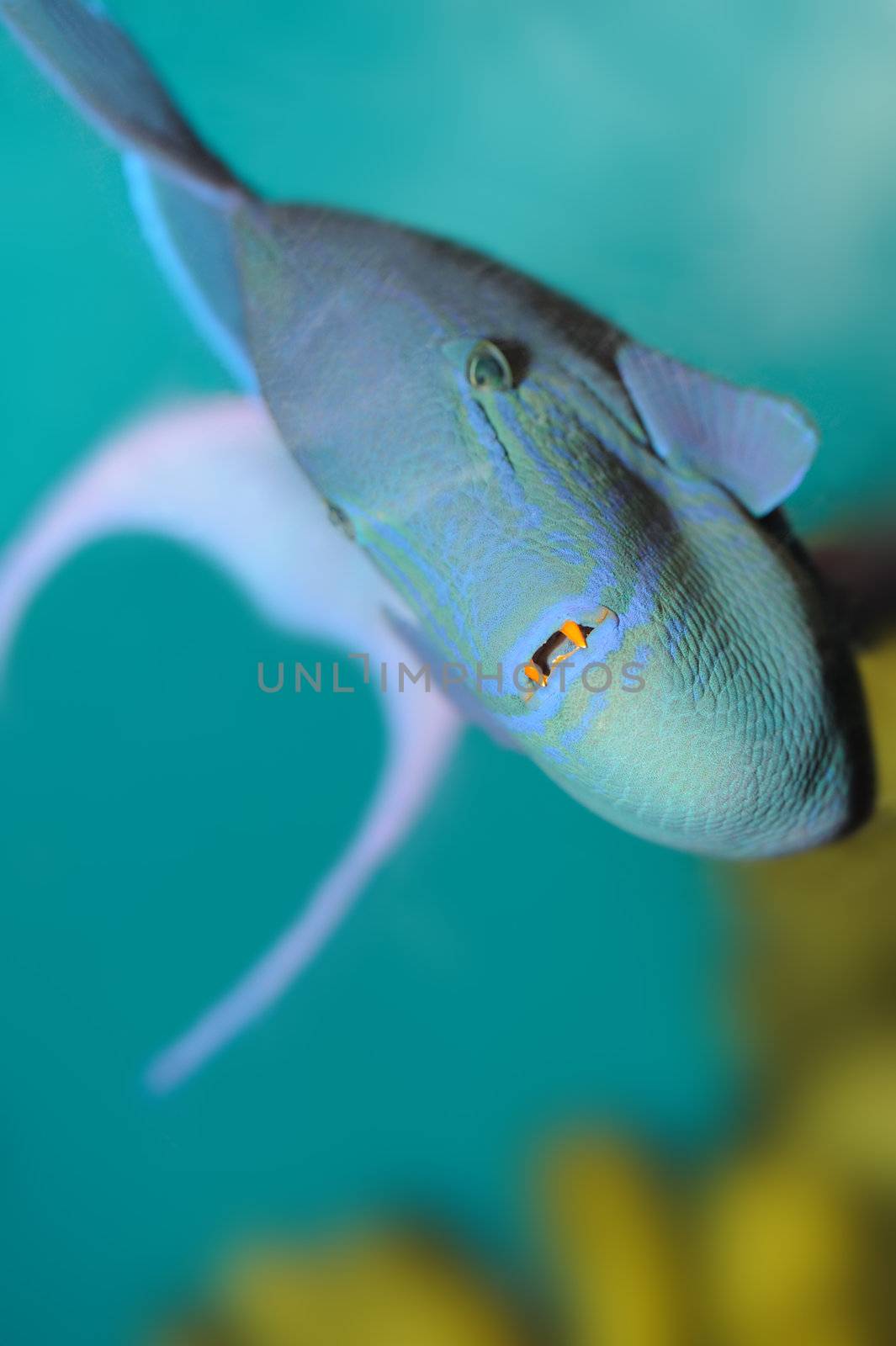 Predatory tropical fish. A fish having blue color of a body and an orange teeth