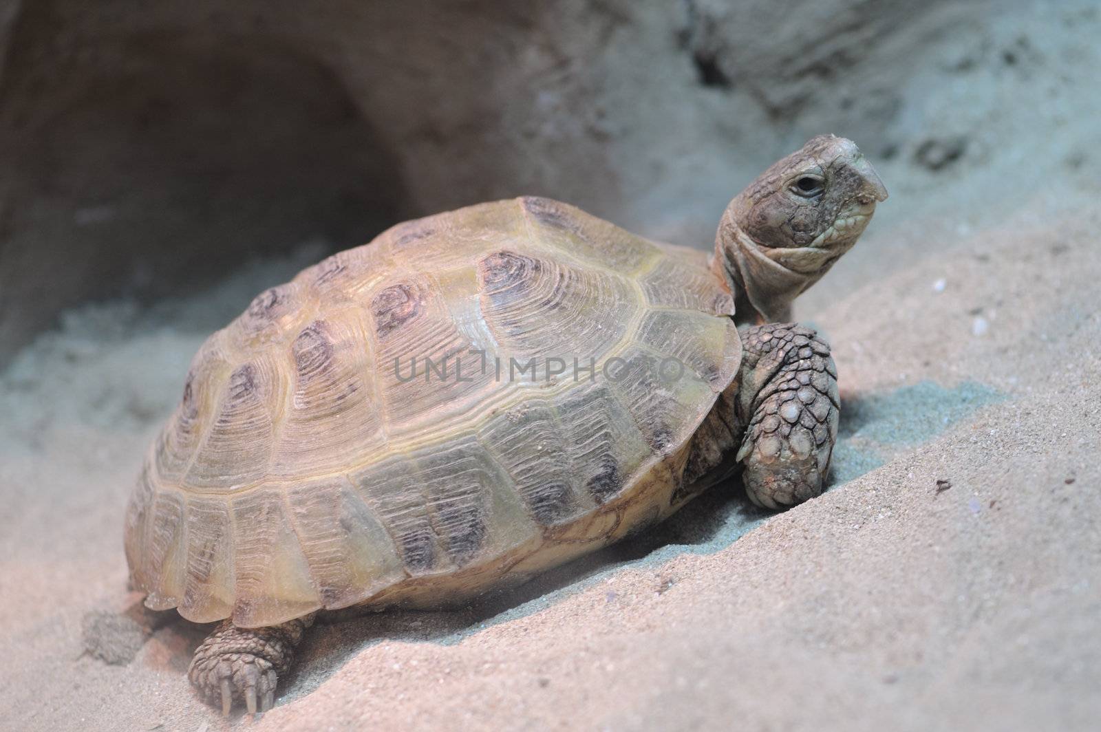 turtle by galdzer