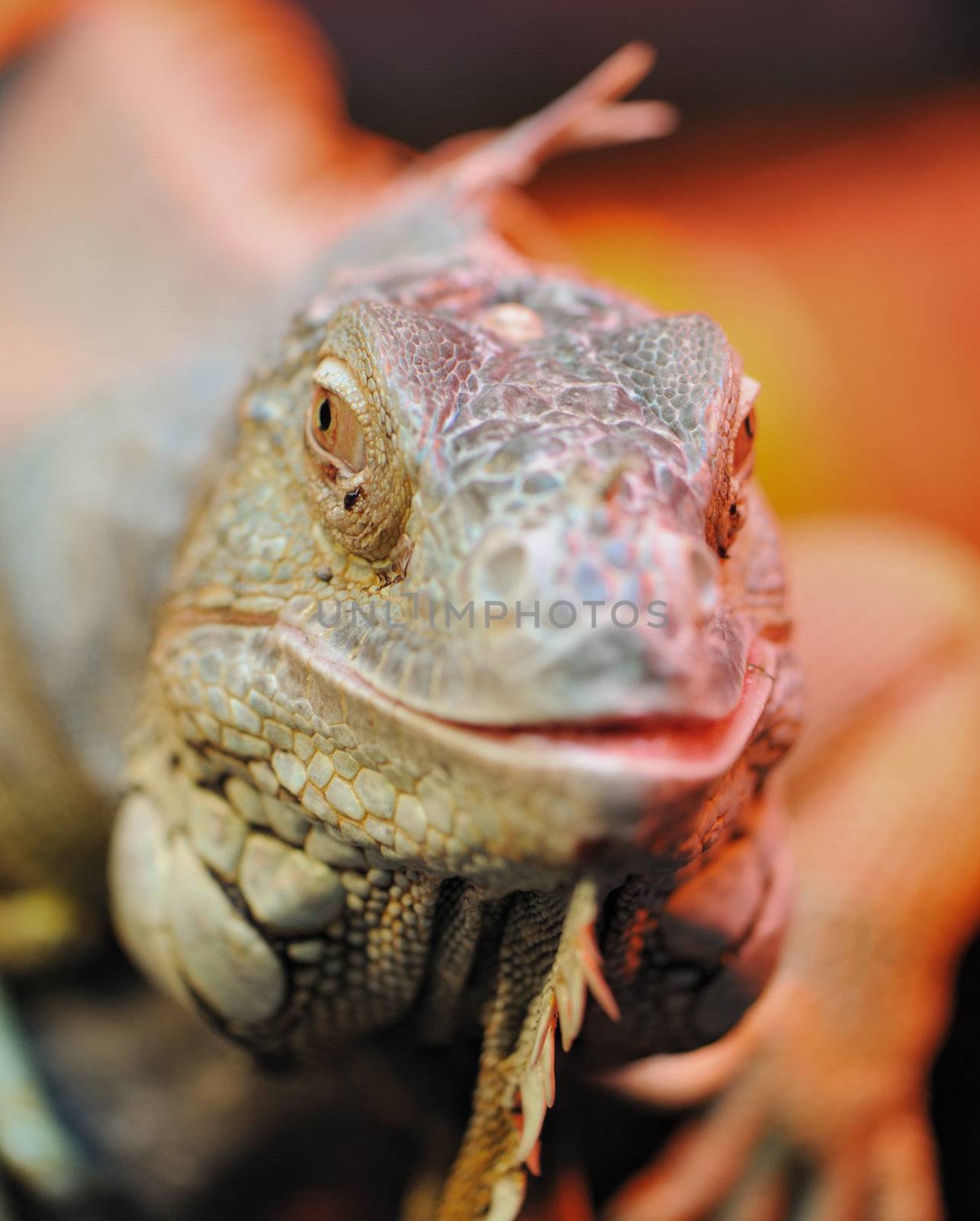 iguana. Family of large lizards adapted conditions of a dry climate