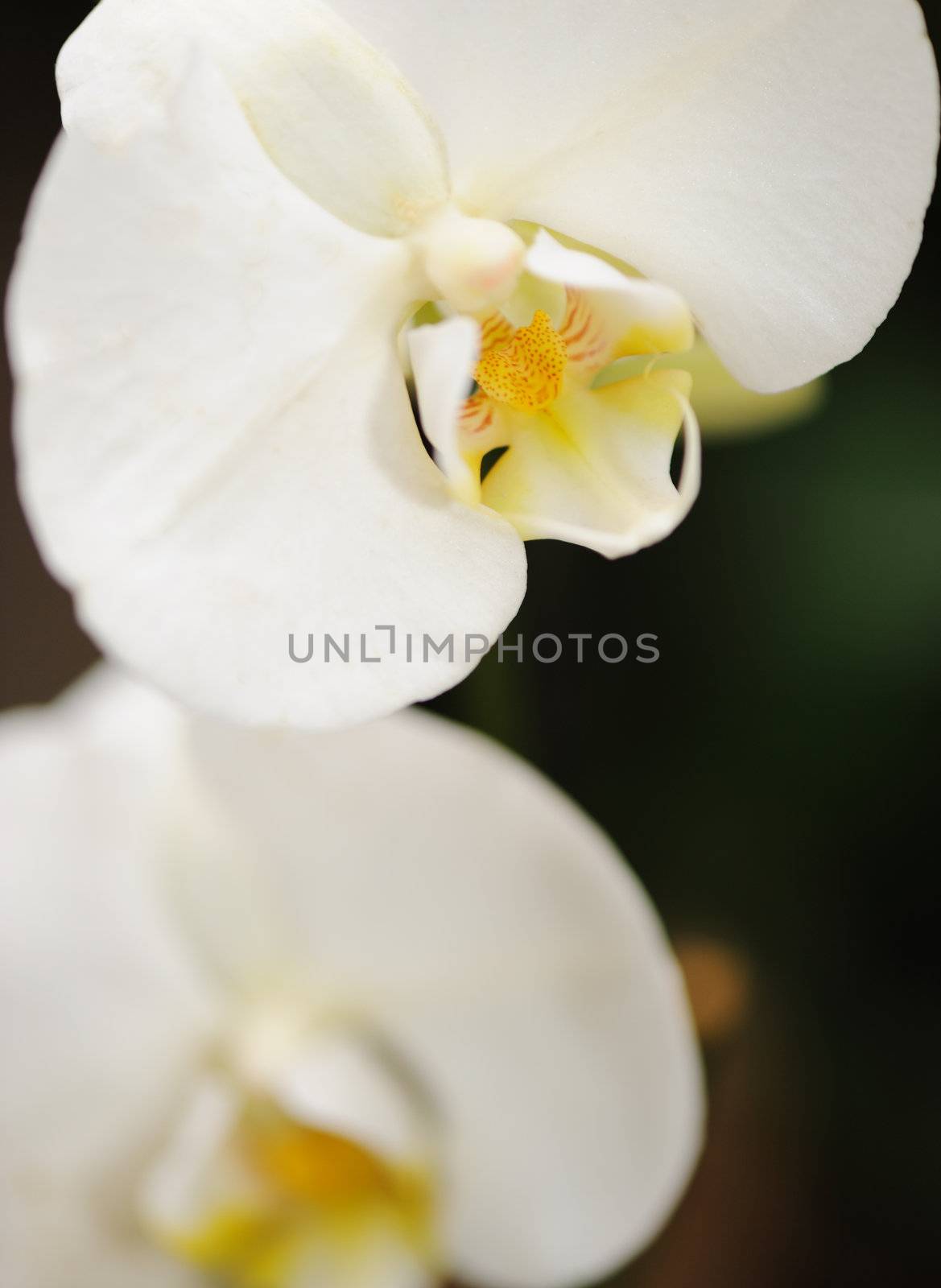 Orchid white. A flower growing in a tropical climate