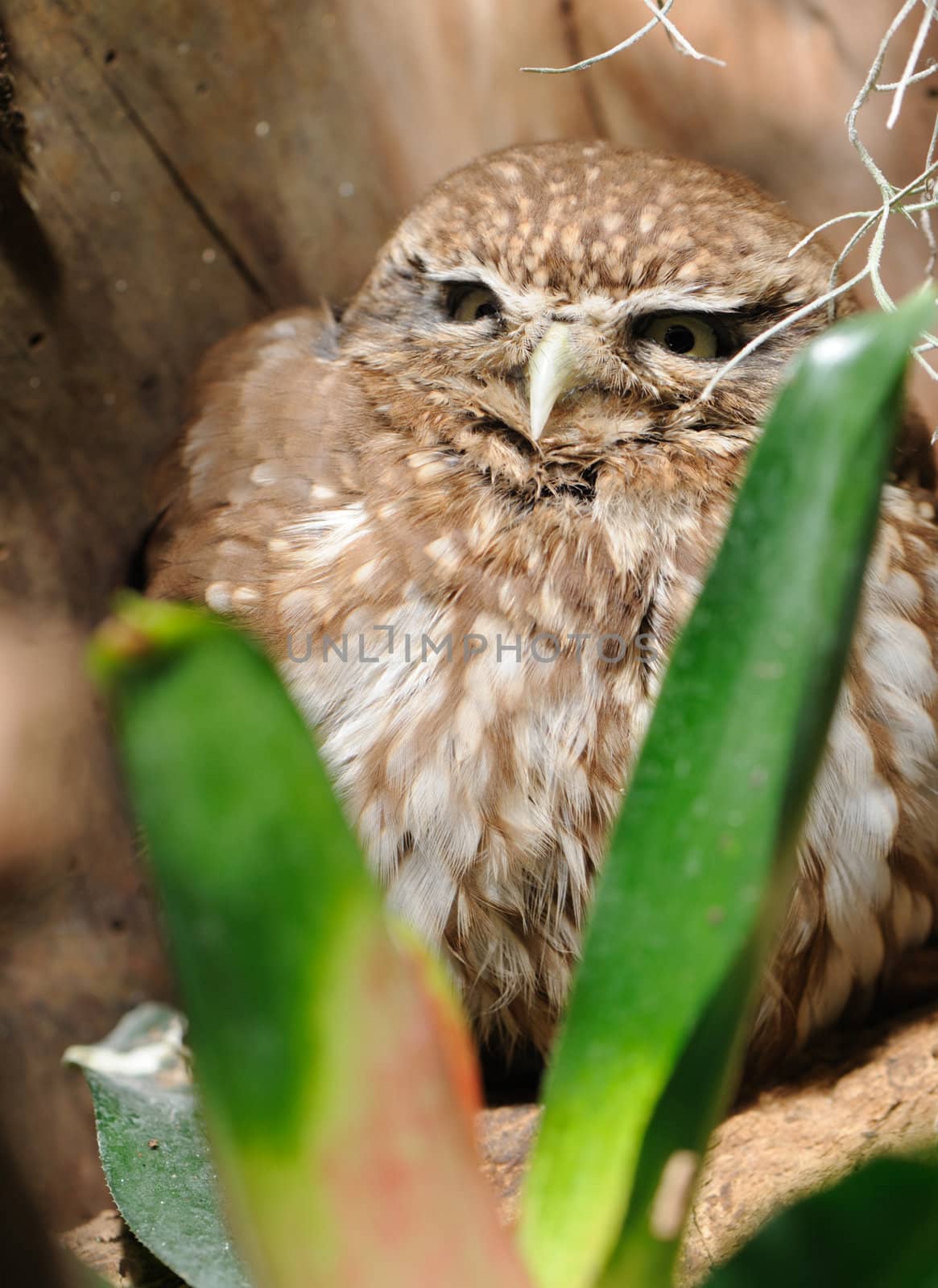 Owl. A predatory night bird with the big round head, greater eyes and with the short bent beak.