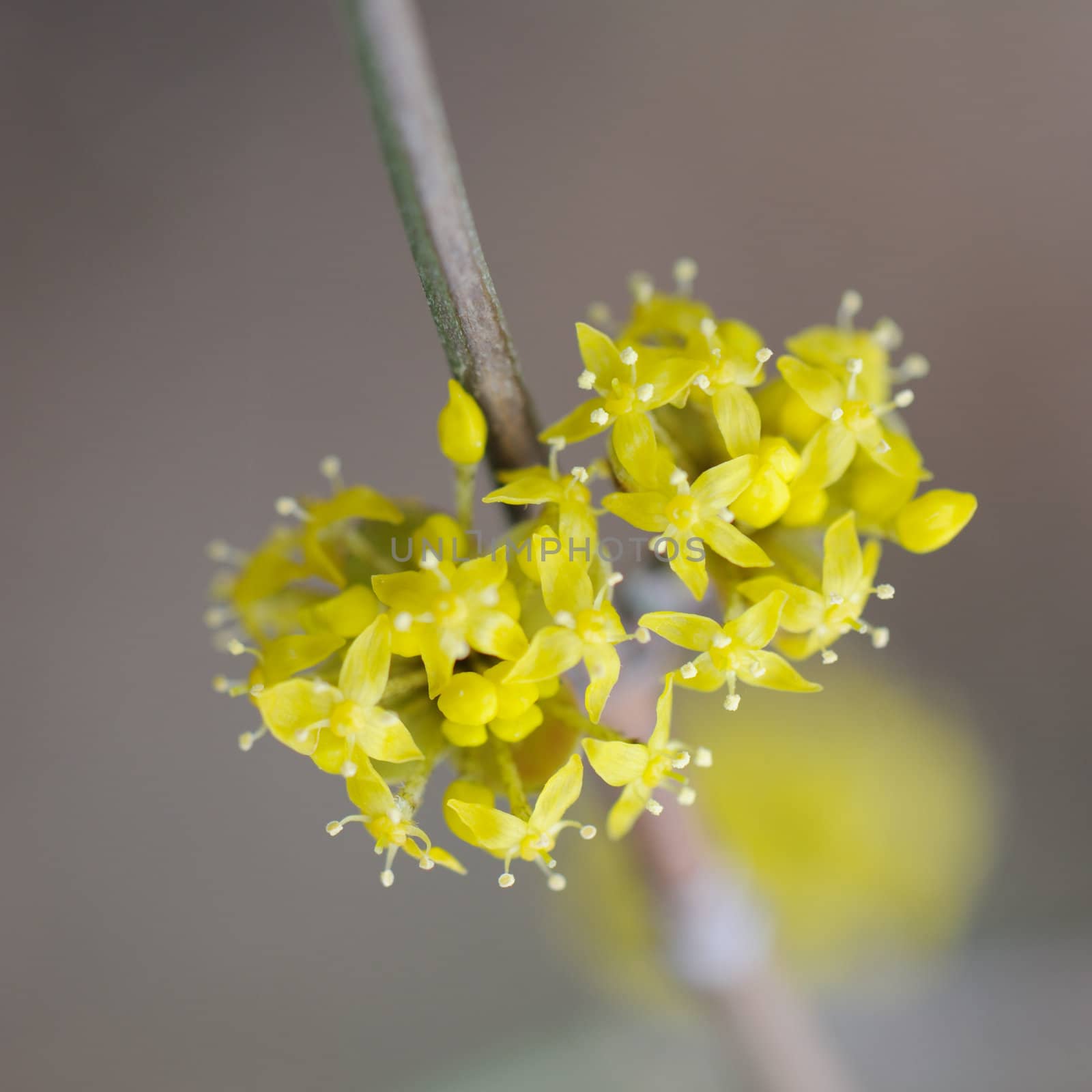 Flowers on a branch. Flowering of a tree by yellow colors