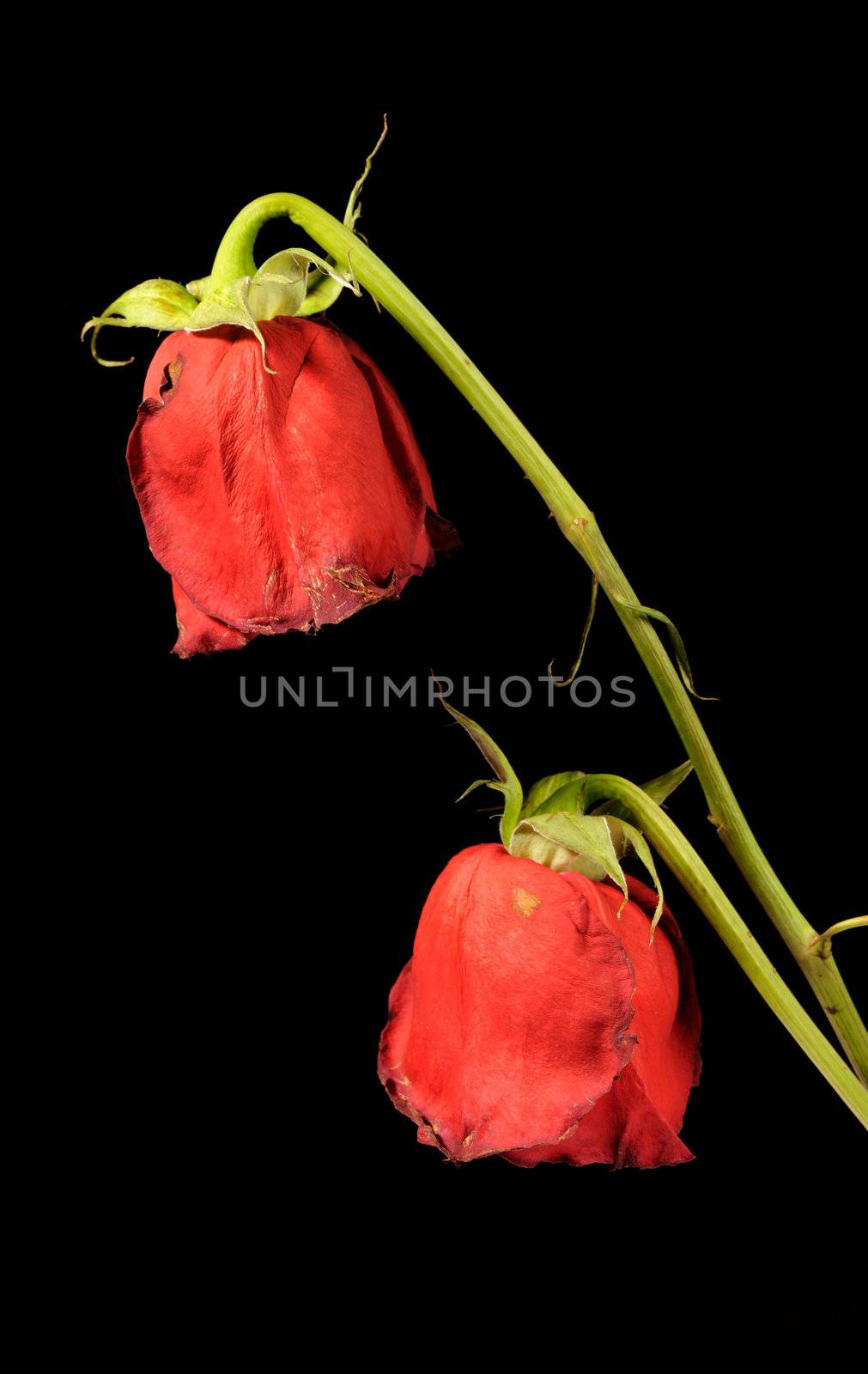 Dry rose. To wither flowers on a black background