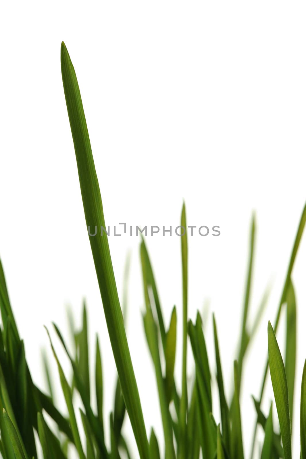 The grass is isolated. Fresh green vegetation isolated on a white background