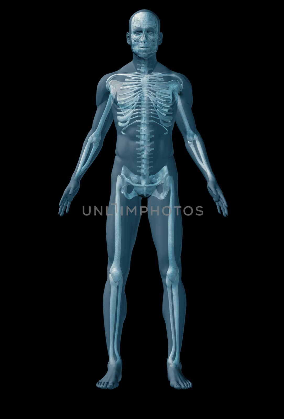 Skeleton human. The abstract image of human anatomy through a translucent surface