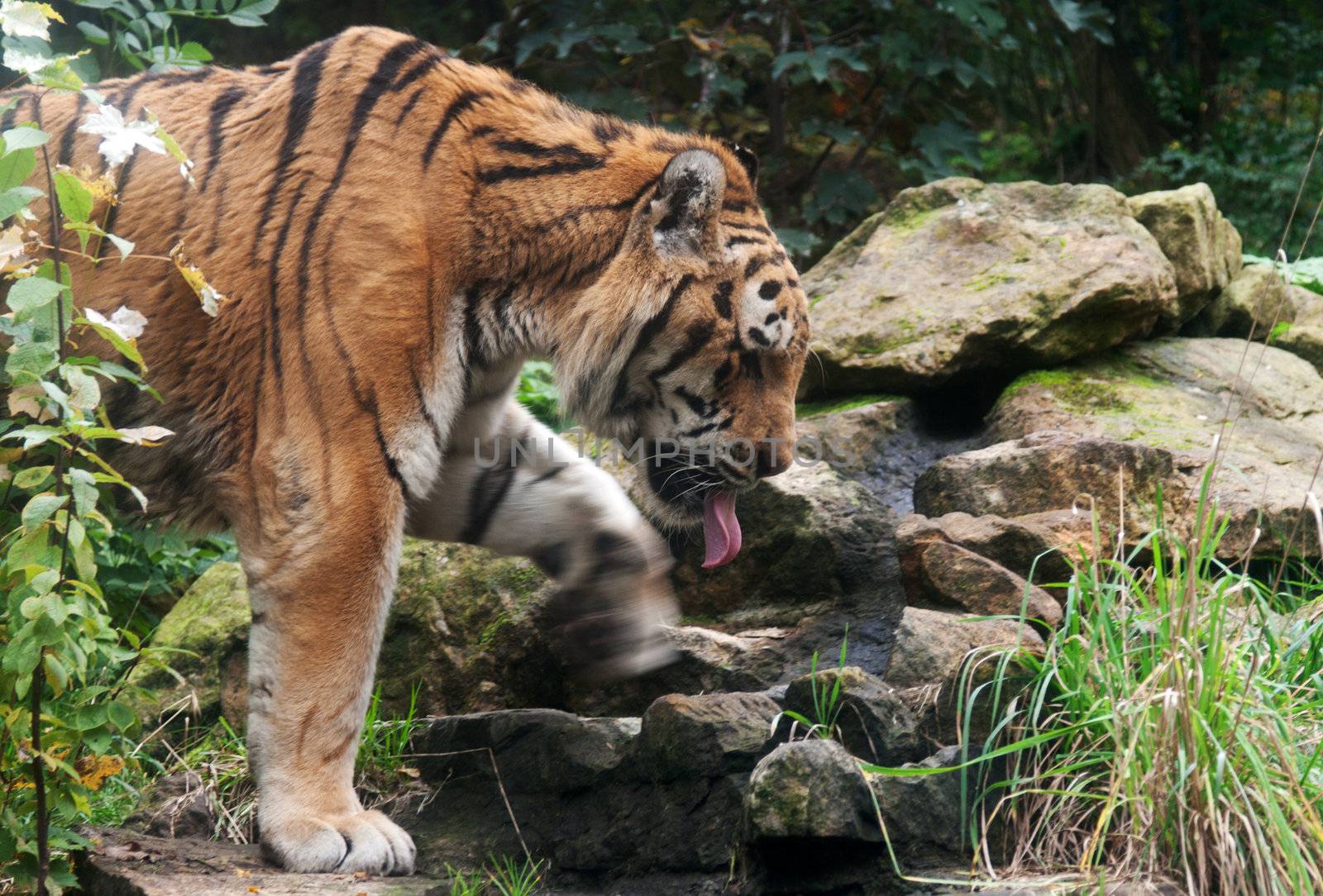 Tiger goes on creek and stone in zoo