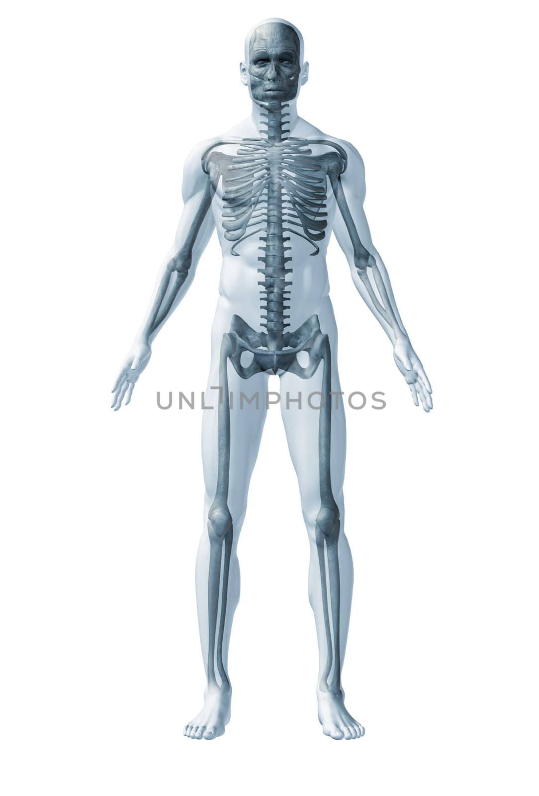 Skeleton human. The abstract image of human anatomy through a translucent surface