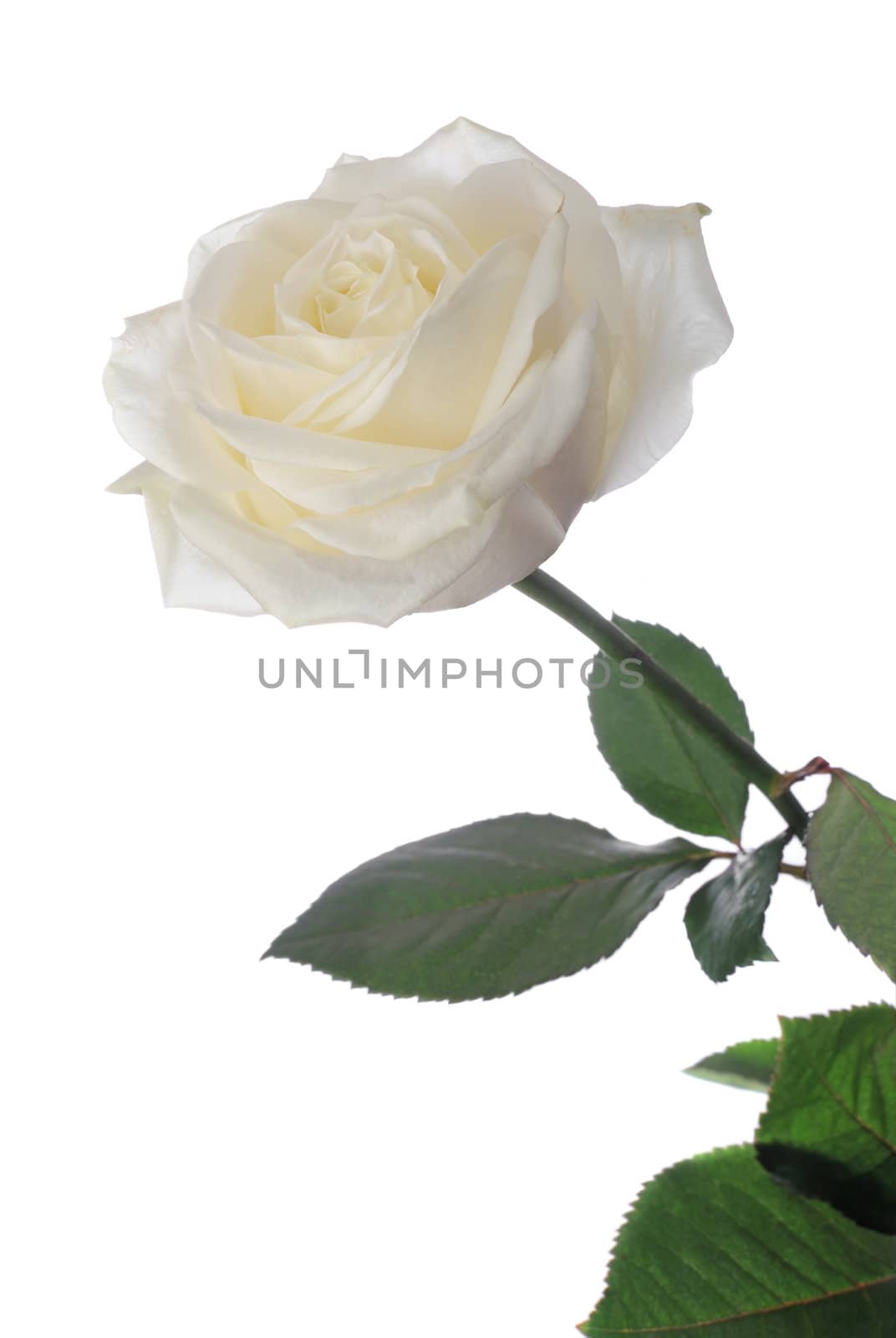 white rose by galdzer