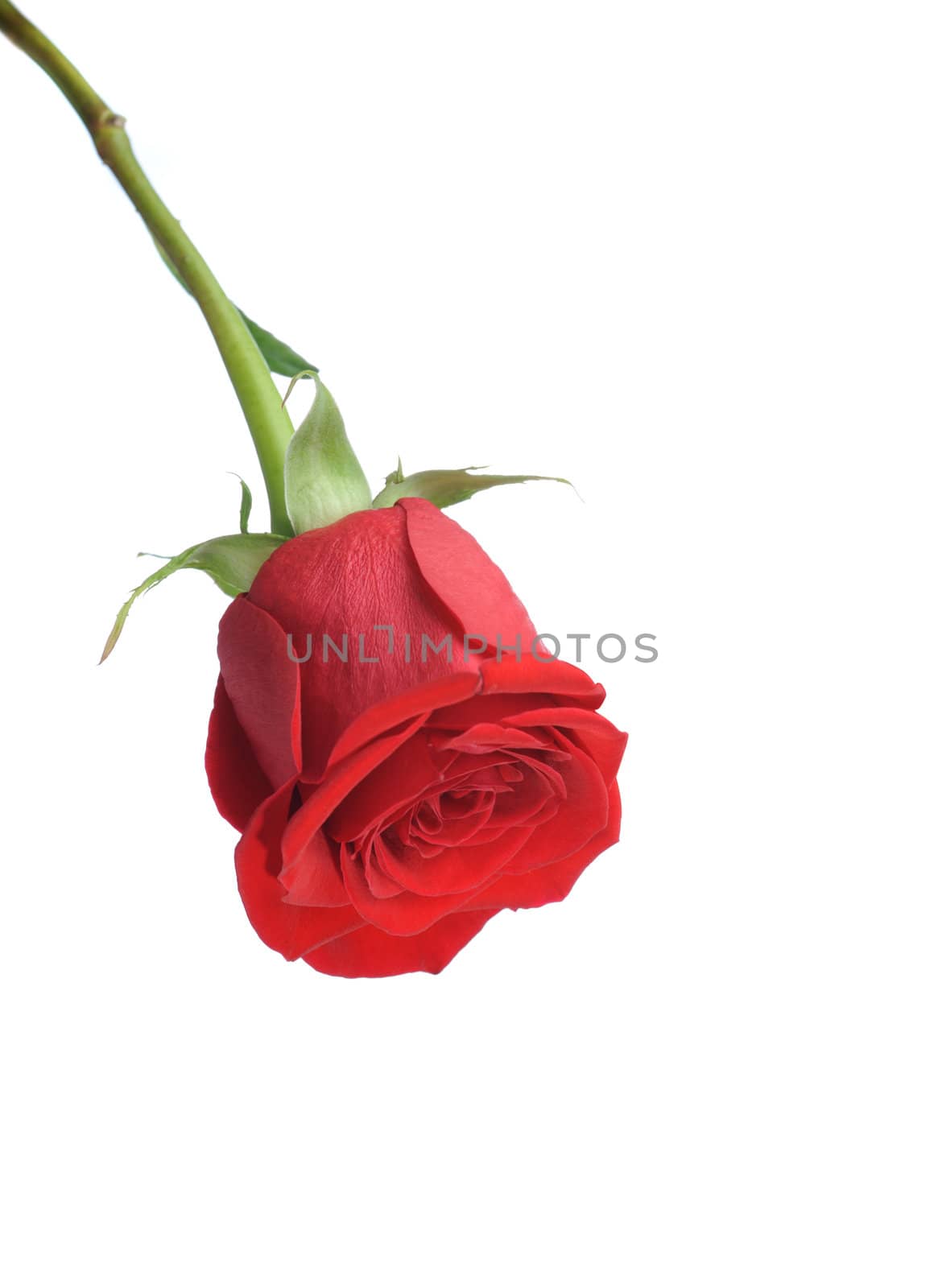 Red rose. It is isolated on a white background