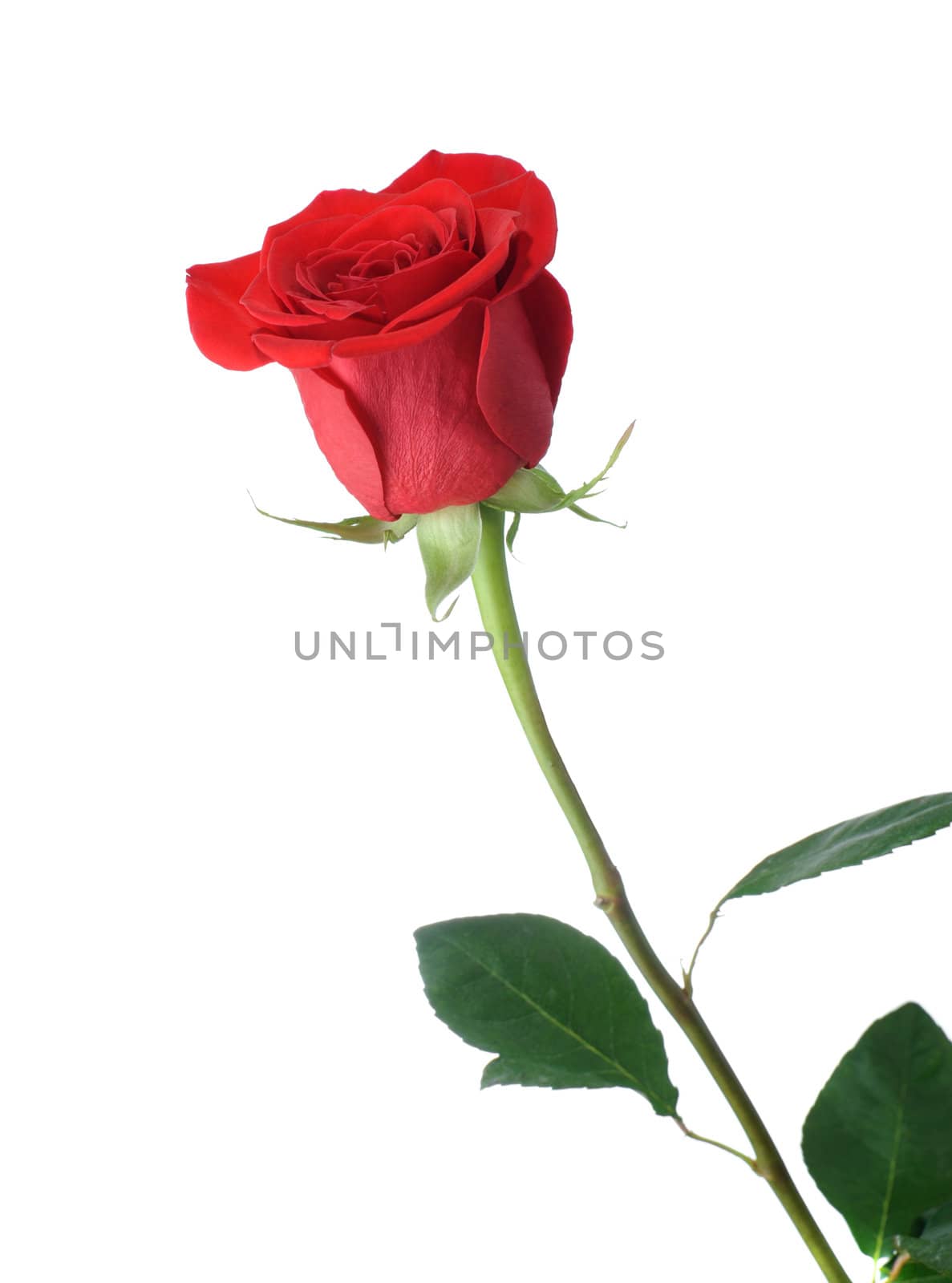 Red rose. It is isolated on a white background