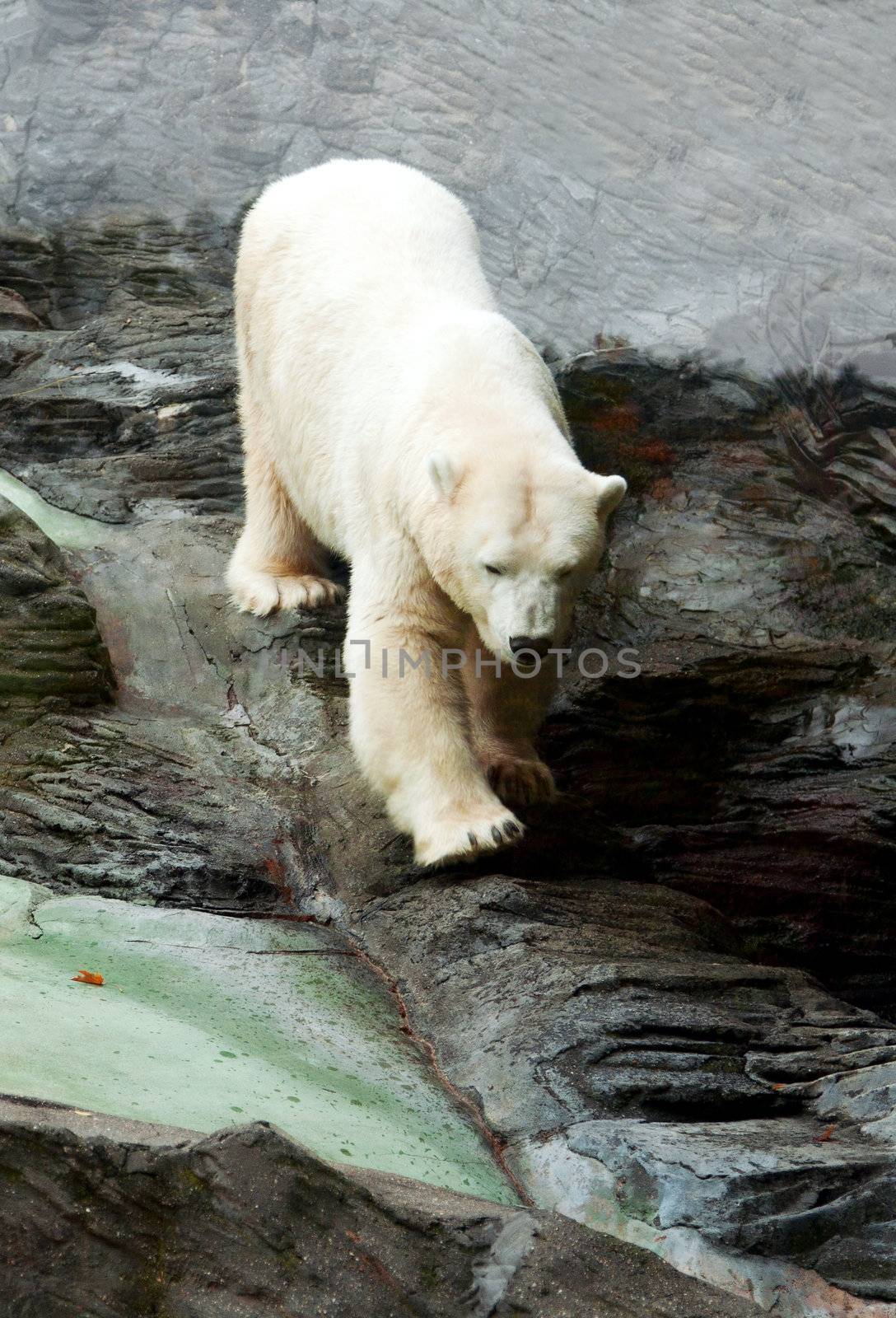 Polar bear down on the rocks in the Prague zoo