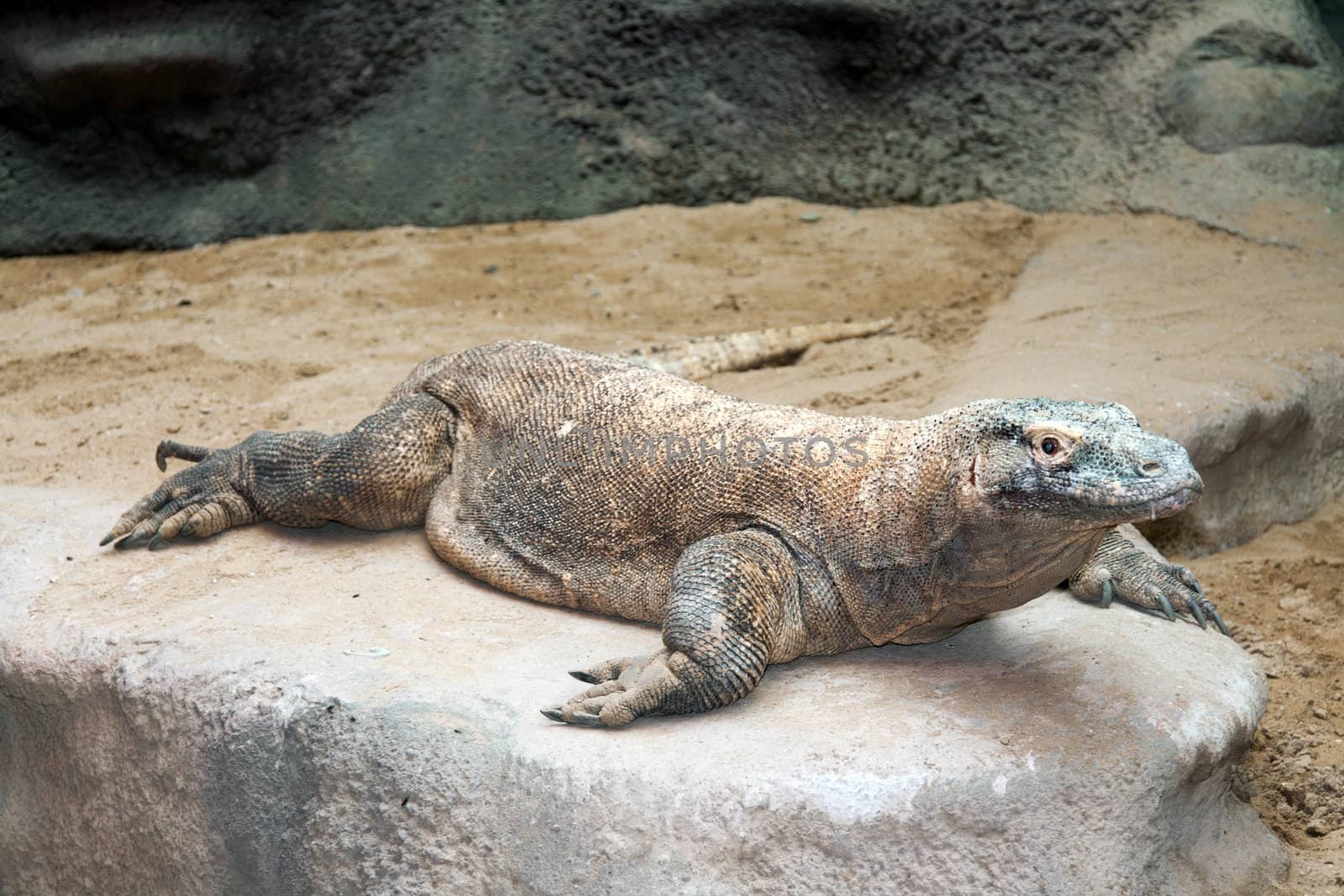 Varan is on the rocks in the Prague zoo