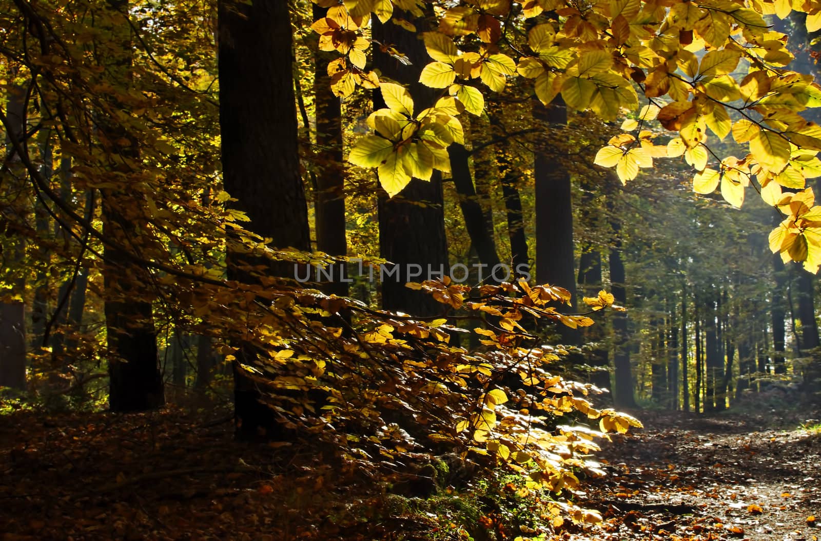 autumnal colors in the forest