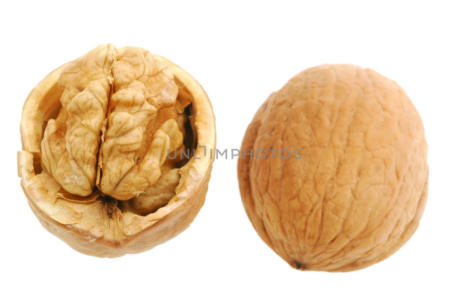 Walnut. It is isolated on the white background, the ripened fruit of a nut tree