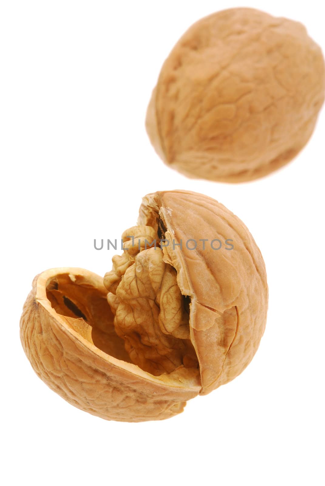 Walnut. It is isolated on the white background, the ripened fruit of a nut tree