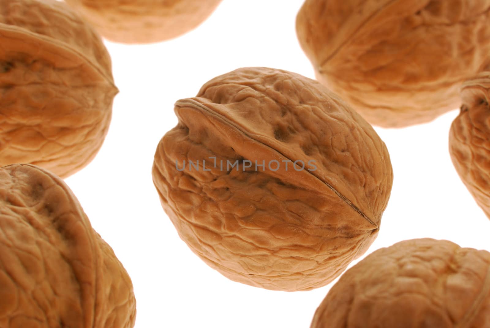 Walnut. It is isolated on the white background, the ripened fruit of a nut tree