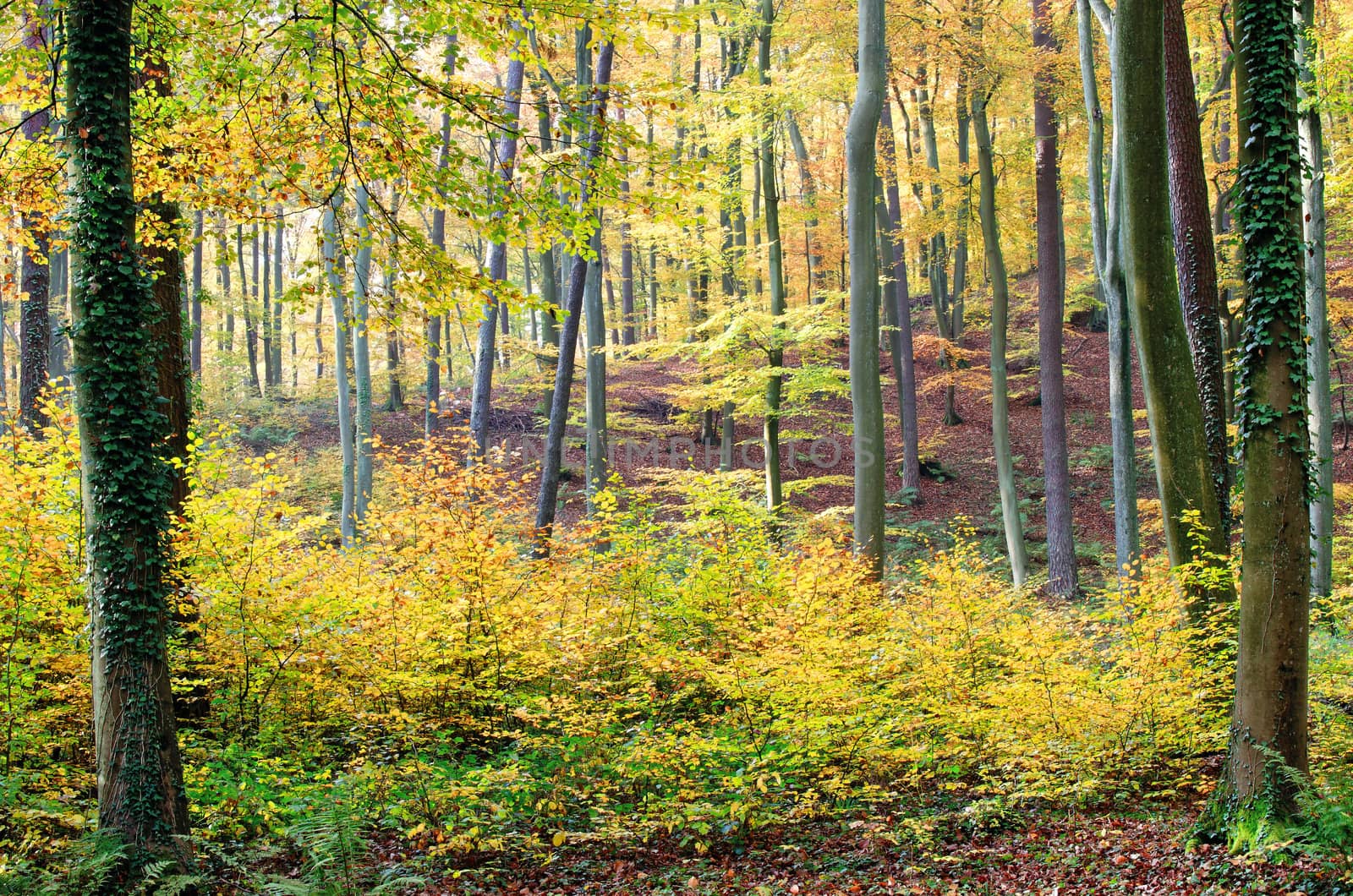 autumnal forest by gufoto