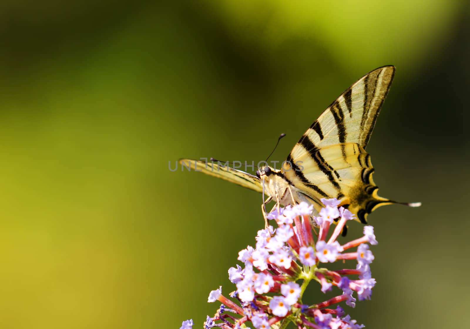 a buuterfly landing on a flower