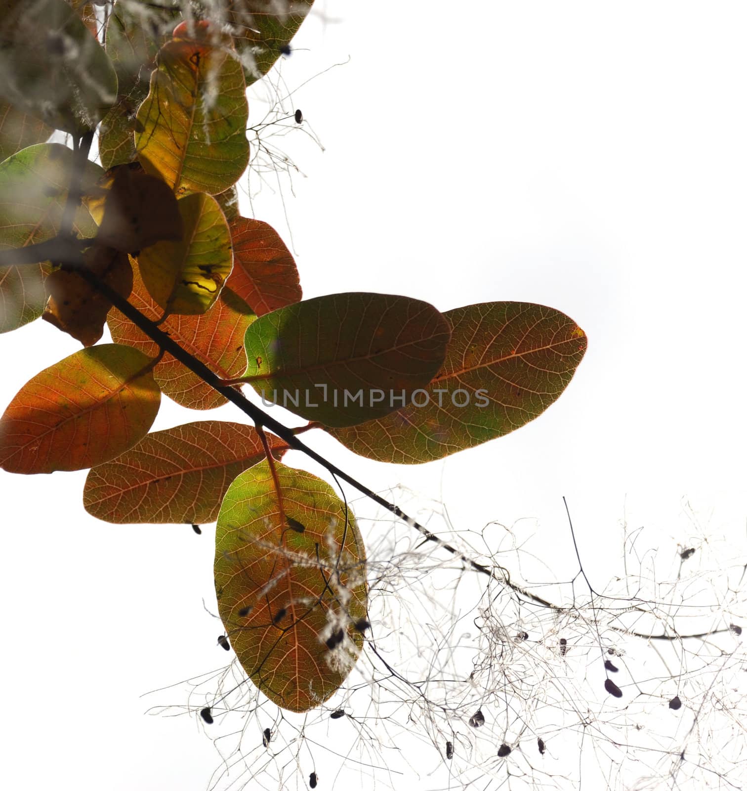 Autumn leaves. A tree branch isolated on white
