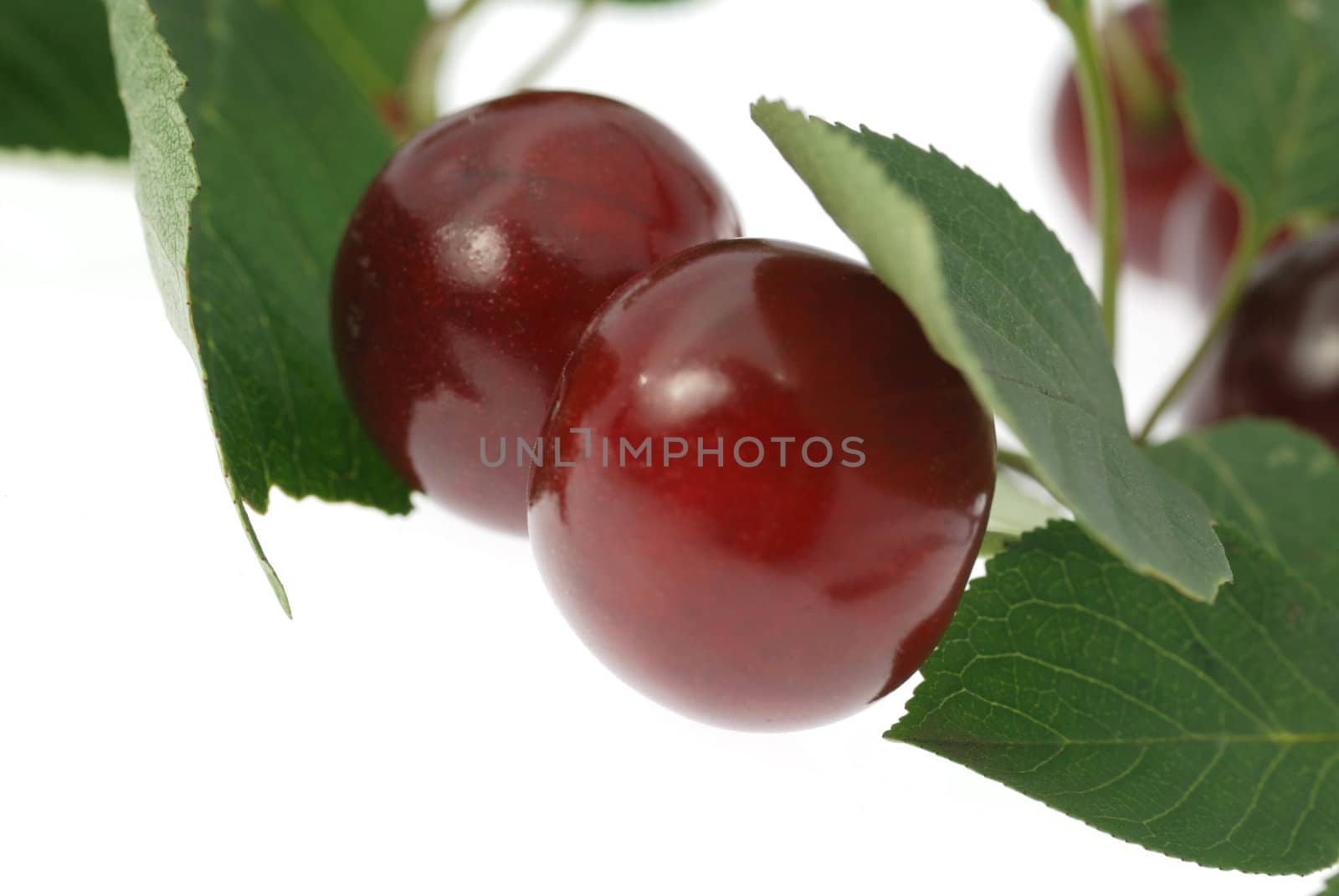 Cherry. A fruit of a fruit tree it is isolated on a white background