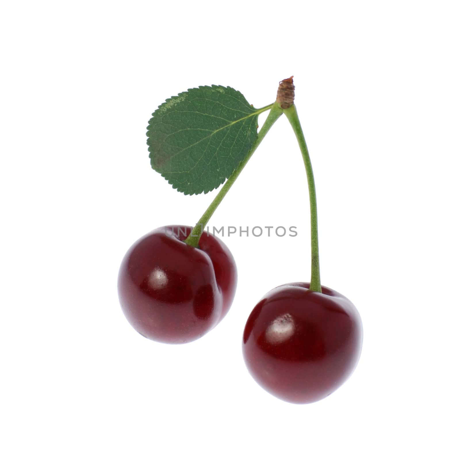 Cherry. A fruit of a fruit tree it is isolated on a white background