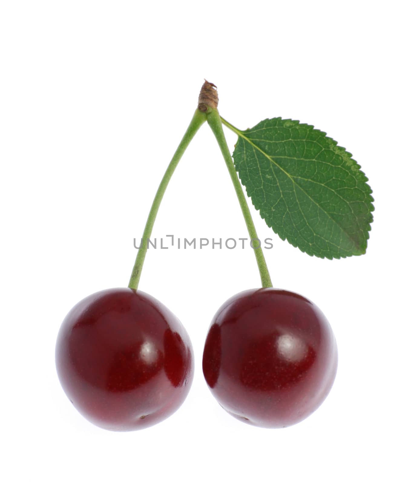 Cherry. A fruit of a fruit tree it is isolated on a white background