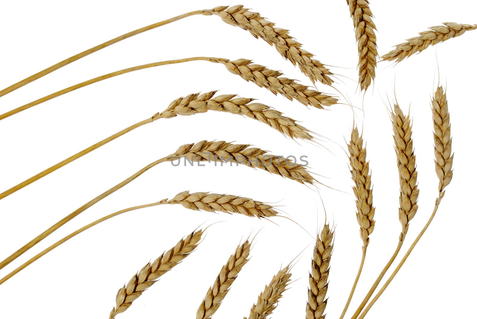 Wheat set abstract by galdzer