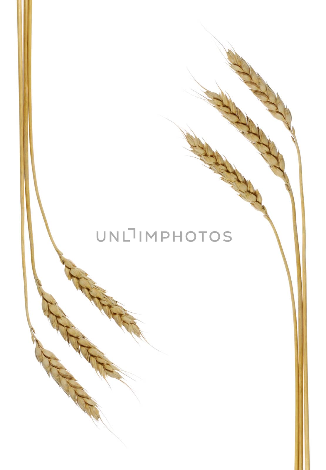 Wheat. A ripe agriculture isolated on a white background