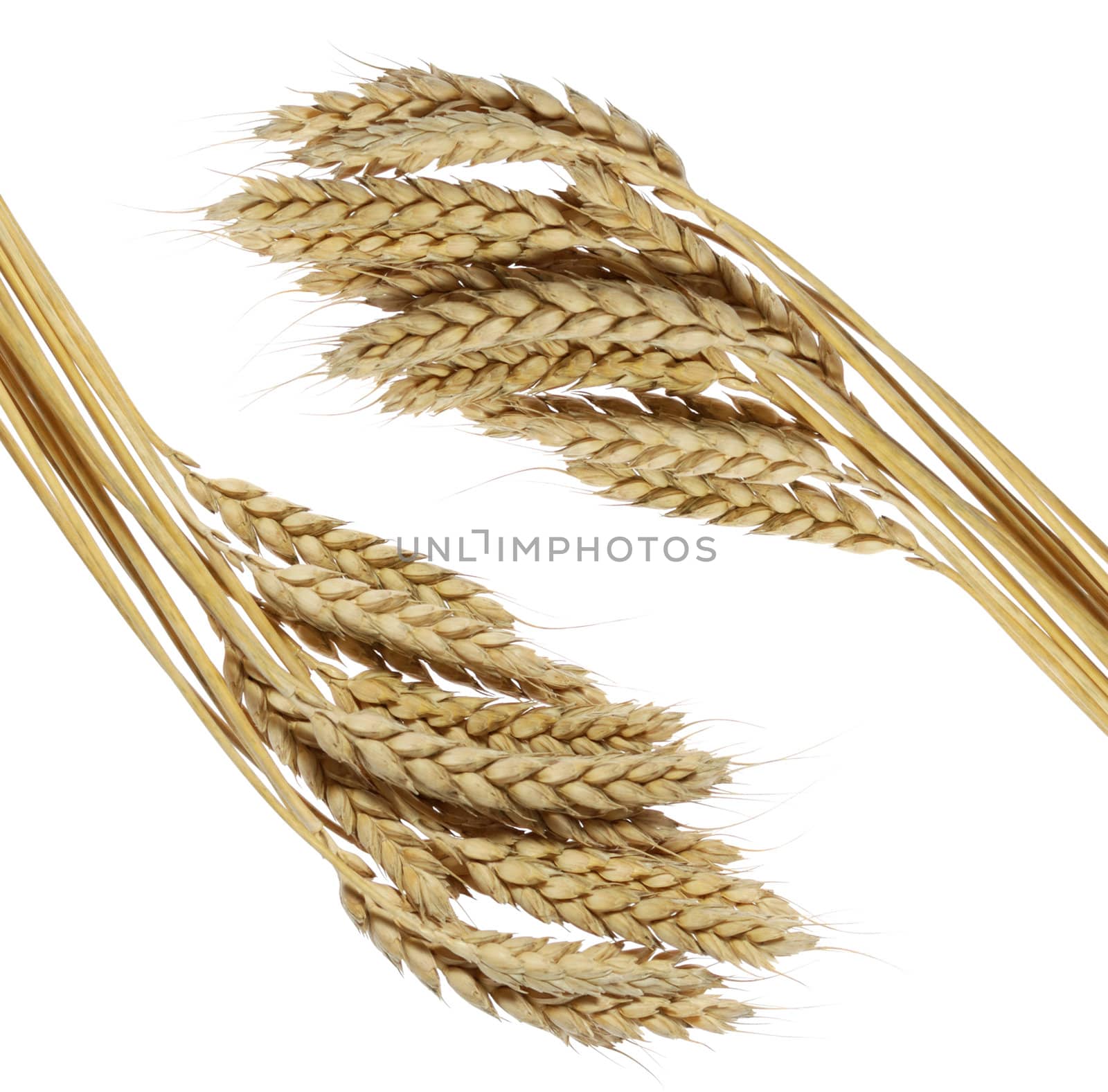 Wheat. A ripe agriculture isolated on a white background