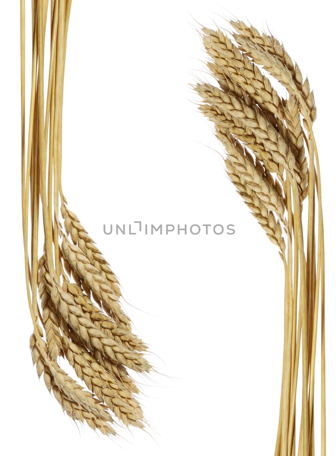 Wheat. A ripe agriculture isolated on a white background