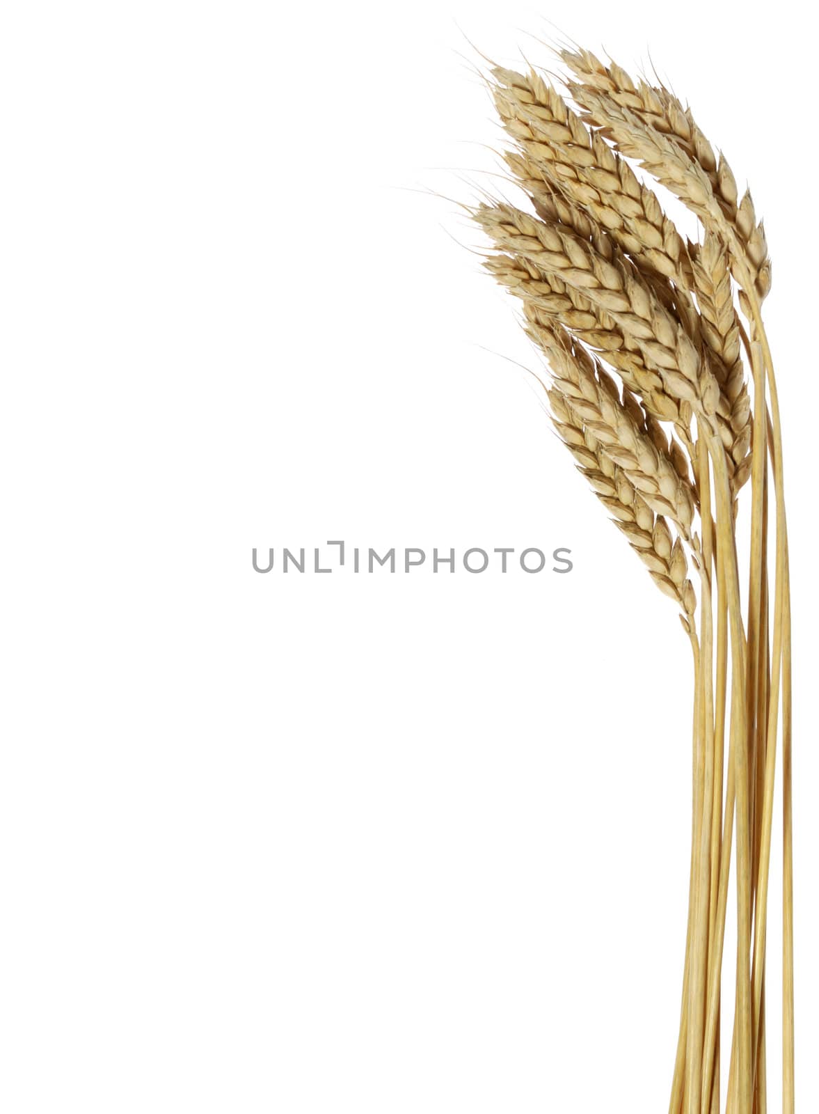 Wheat. A ripe agriculture isolated on a white background