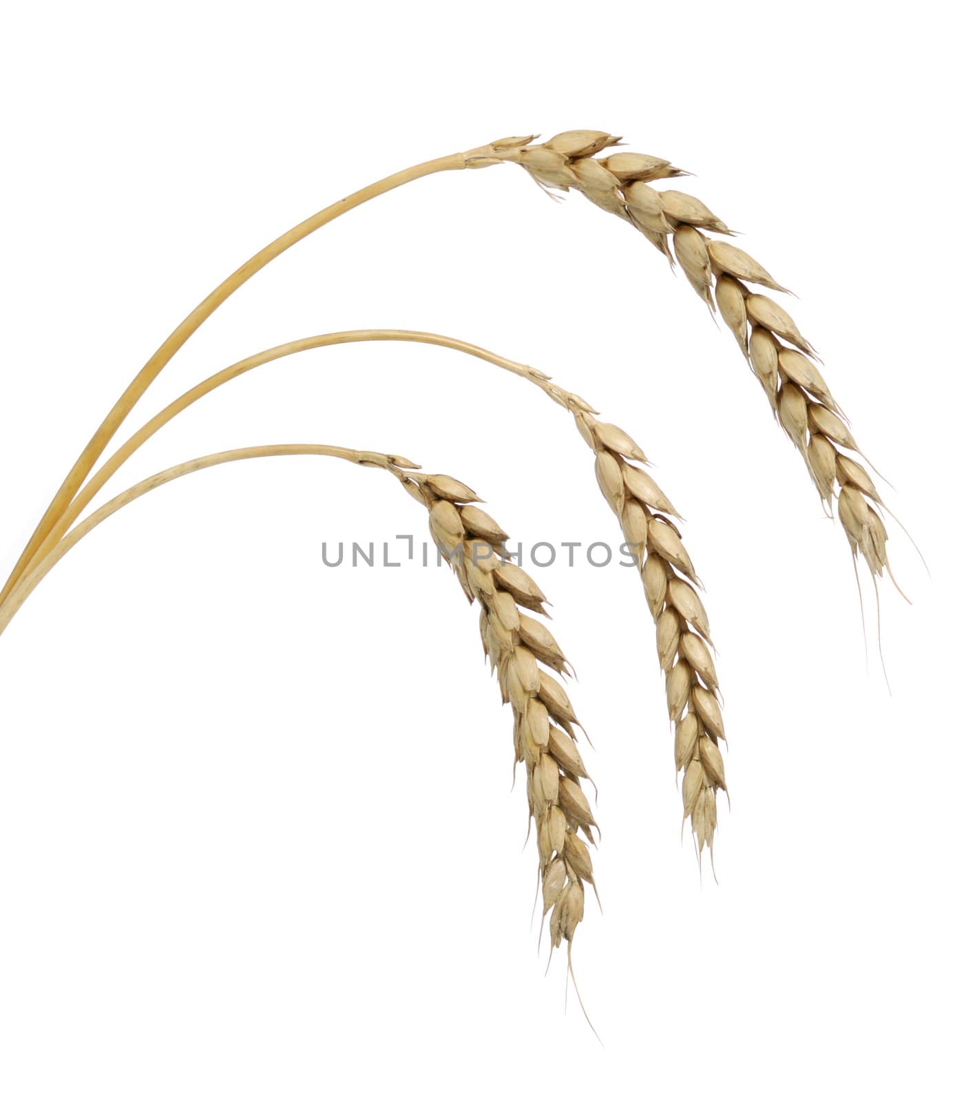 Wheat. A ripe agriculture isolated on a white background