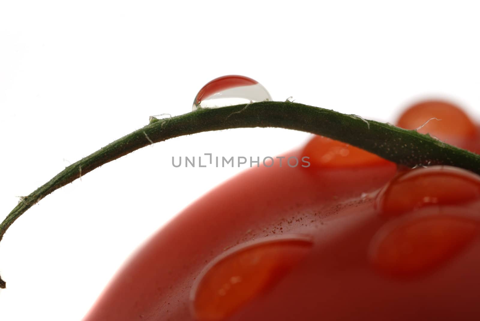Tomato and drop macro photo by galdzer